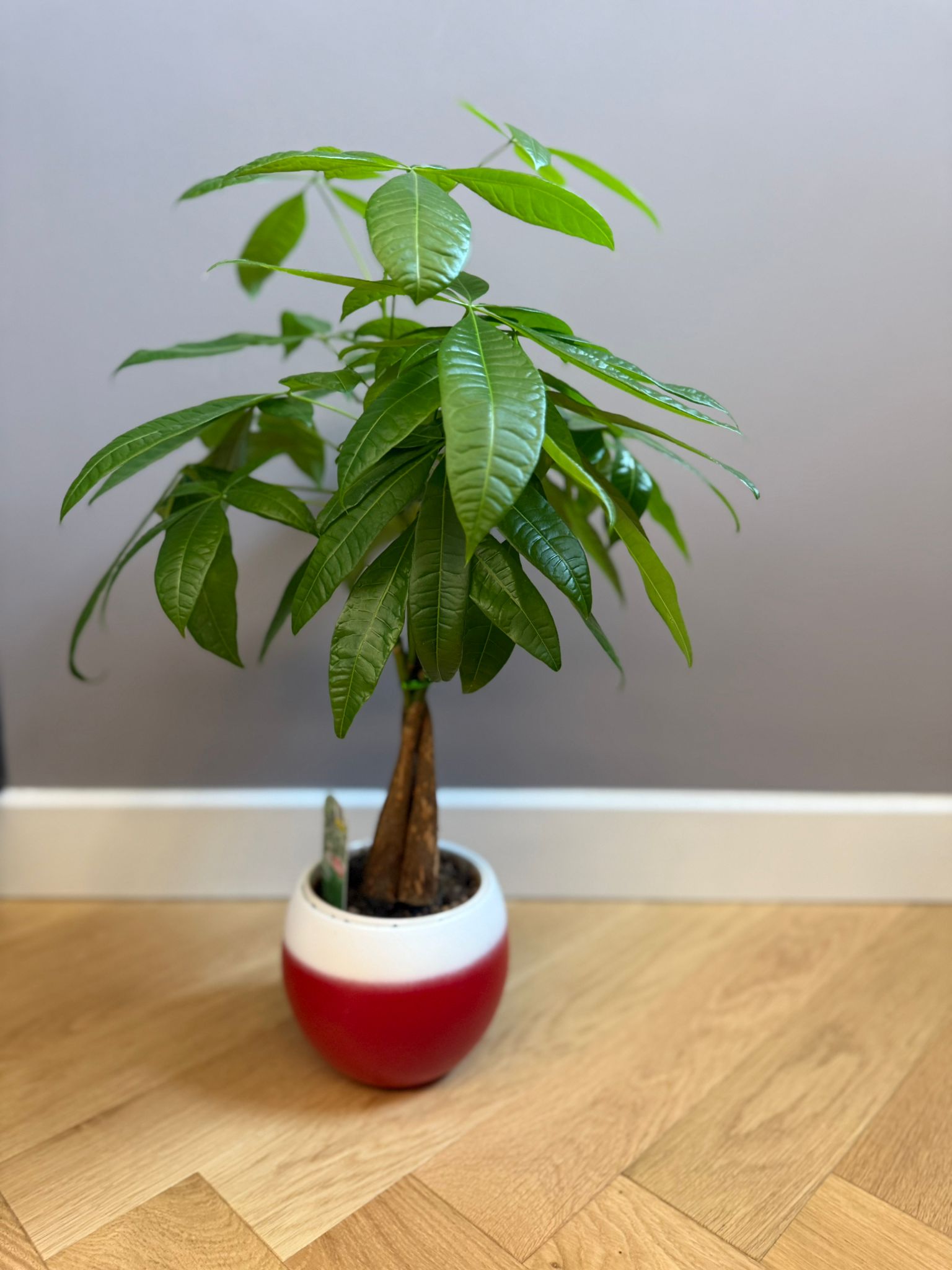 Pianta decorativa per aspetto estetico ed elegante.